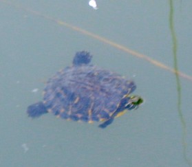 Trachemys scripta